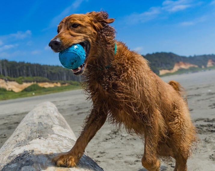 Rubber Dog Ball