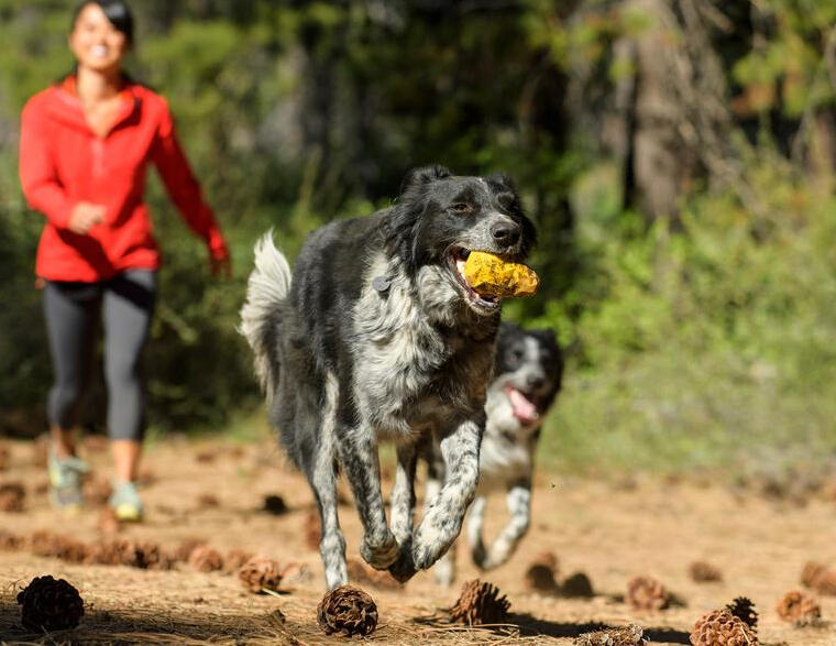 Ruff Wear Dog Toy